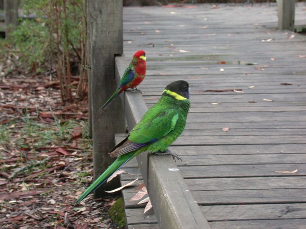Australian Ringneck & Western Rosella